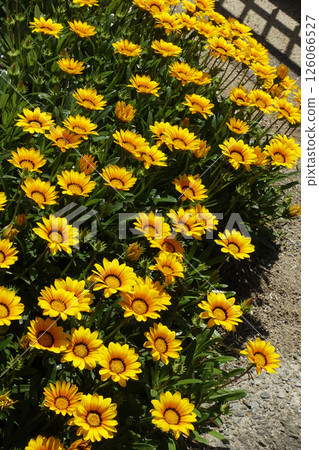 Yellow flowers of Columbine blooming in a garden in the spring afternoon of May 126066527