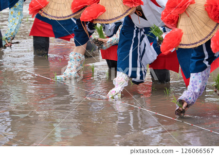 <Shimane Prefecture> Flower planting in Ikeda area <Shimane Prefecture> Flower planting in Ikeda area 126066567