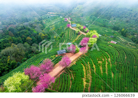 Aerial shots of cherry blossoms in green tea plantation on Doi Ang Khang , Chiang Mai, Thailand. Aerial shots of cherry blossoms in green tea plantation on Doi Ang Khang , Chiang Mai, Thailand. 126066639