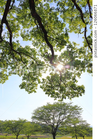 Blue sky, contrail, sun, trees, park, forest 126066871