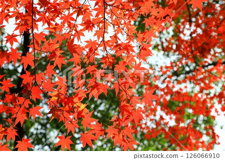 Maple leaves which turned red leaves 126066910