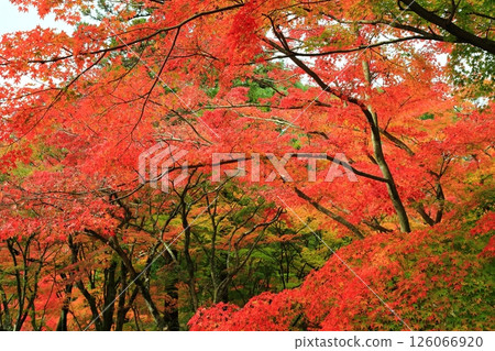 楓葉離開了紅葉 126066920
