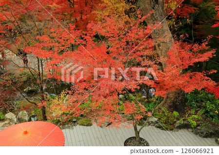楓葉離開了紅葉 126066921