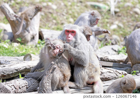 Filming wild Taiwan macaques helping each other groom and catch fleas in Dakeng Filming wild Taiwan macaques helping each other groom and catch fleas in Dakeng 126067146