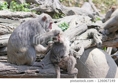 在大坑拍攝野生台灣獼猴在互相幫忙理毛抓跳蚤 126067149