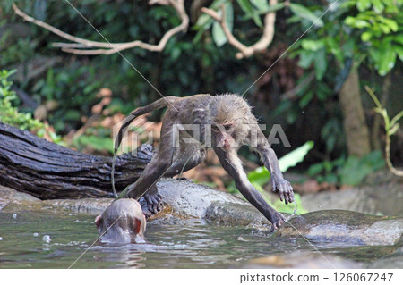 在大坑拍攝兩隻野生台灣獼猴在水池旁打架的畫面 在大坑拍攝兩隻野生台灣獼猴在水池旁打架的畫面 126067247