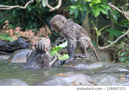 在大坑拍攝兩隻野生台灣獼猴在水池旁打架的畫面 126067251