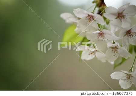 櫻花盛開 櫻花盛開 126067375