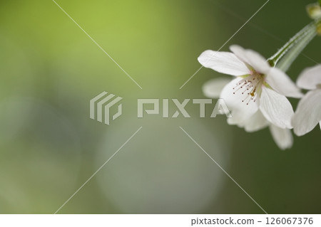 櫻花盛開 126067376