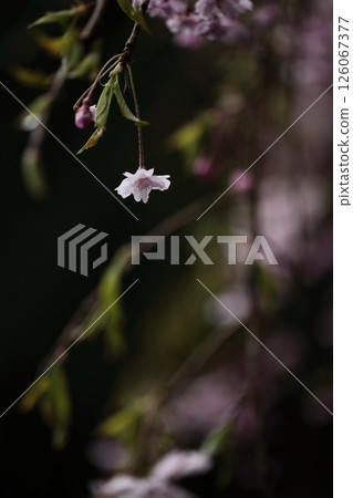 櫻花盛開 126067377