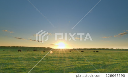 A Serene Sunrise Glows Over the Pasture with Beautiful Grazing Cattle in the Distance Time lapse. 126067390