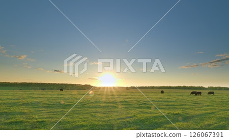 A Serene Sunset Illuminating a Pastoral Landscape with Grazing Cattle in the Distance Time lapse. A Serene Sunset Illuminating a Pastoral Landscape with Grazing Cattle in the Distance Time lapse. 126067391