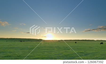 A Beautiful Sunset Over a Green Pasture Where Grazing Cows Enjoy a Peaceful Evening Time lapse. A Beautiful Sunset Over a Green Pasture Where Grazing Cows Enjoy a Peaceful Evening Time lapse. 126067392