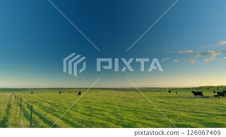 A Vast and Open Pastoral Landscape Featuring Grazing Cows Under a Clear Blue Sky 126067409