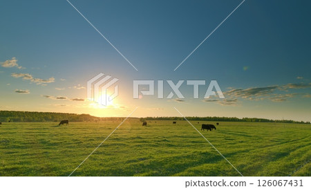 A beautiful and serene sunset unfolds over the peaceful pasture where cattle graze calmly A beautiful and serene sunset unfolds over the peaceful pasture where cattle graze calmly 126067431