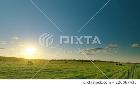 A Serene Pastoral Landscape at Sunset with Cattle Grazing Peacefully in the Fields A Serene Pastoral Landscape at Sunset with Cattle Grazing Peacefully in the Fields 126067435