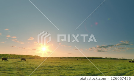 Beautiful Scenic Pastoral Fields at Sunrise with Grazing Cattle Under a Colorful Sky 126067436