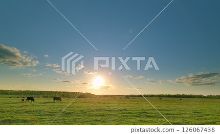 A Serene and Picturesque Pastoral Landscape at Sunset with Cattle Grazing Peacefully in the Field A Serene and Picturesque Pastoral Landscape at Sunset with Cattle Grazing Peacefully in the Field 126067438