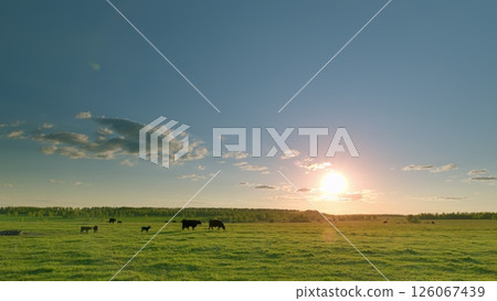 A Serene and Picturesque Sunset Casting Warm Colors Over the Pasture with Grazing Cattle A Serene and Picturesque Sunset Casting Warm Colors Over the Pasture with Grazing Cattle 126067439