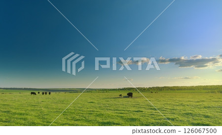An Exquisite and Beautiful Scenic Landscape Featuring Grazing Cows Relaxing Under a Bright Clear Sky 126067500