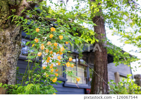 山吹花盛開的老房子 126067544
