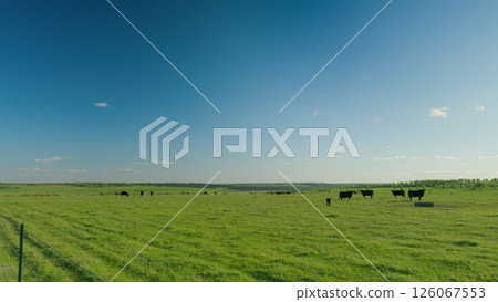 A tranquil and serene pastoral landscape featuring cattle grazing peacefully in the field 126067553