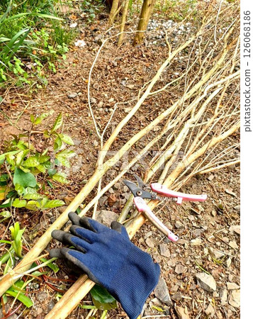 A garden tree, a crape myrtle, cut from the root A garden tree, a crape myrtle, cut from the root 126068186