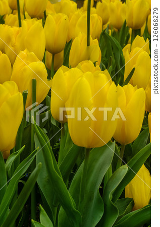 Bright yellow tulips are blooming in a garden surrounded by rich green foliage. High quality photo 126068279