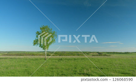 An Isolated Tree Standing Proudly in a Vast Green Field Beneath a Clear and Blue Sky 126068590