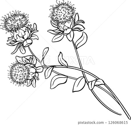 Safflower Plant with Flower and Leaves Outline Illustration. 126068615
