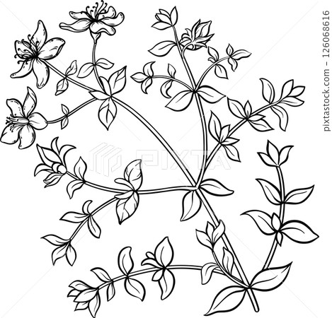 Tutsan Plant with Flowers and Leaves Outline Illustration. Natural organic ingredient for cosmetics, spa, aromatherapy, health care, alternative medicine. 126068616