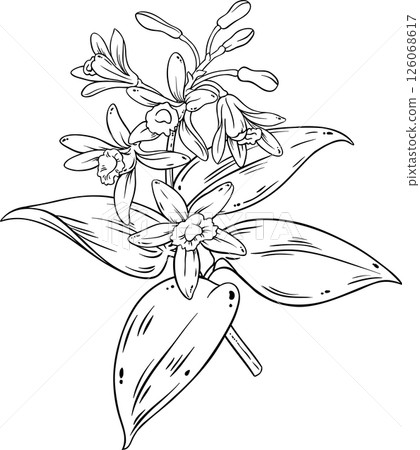 vanilla branch isolated outline illustration 126068617