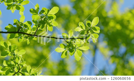 Vibrant Green Leaves Flourishing Beautifully Against a Striking Bright Blue Sky on a Nice Day 126068656