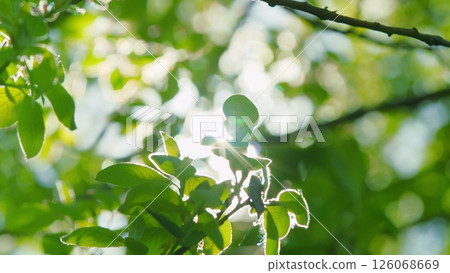 Sunlit Leaves in Nature An enchanting portrayal of the vibrant beauty found outdoors 126068669