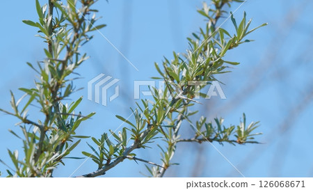 Lush, vibrant green branches stand out beautifully against a breathtaking clear blue sky 126068671