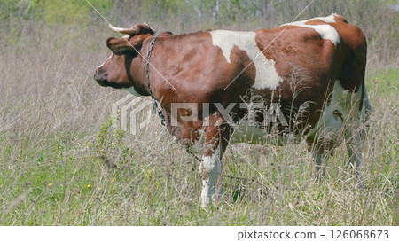 A lovely Brown and White Cow Grazing peacefully in the Tall Green Grass of the countryside 126068673