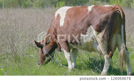A charming Brown and White Cow grazes in a beautiful Green Field of fresh grass A charming Brown and White Cow grazes in a beautiful Green Field of fresh grass 126068678