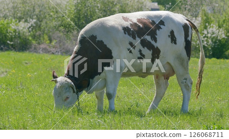 In a beautiful and sunny pasture, a grazing cow enjoys its time surrounded by peaceful nature 126068711