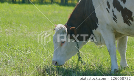 A Grazing Cow Enjoying a Warm and Sunny Day in a Beautiful Pasture Surrounded by Natures Splendor A Grazing Cow Enjoying a Warm and Sunny Day in a Beautiful Pasture Surrounded by Natures Splendor 126068722