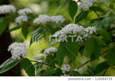 Kobanogawa老鼠 Kobanogawa老鼠 126068729