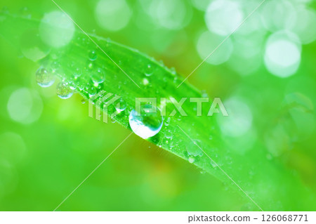 在草地上的Waterdrop 126068771