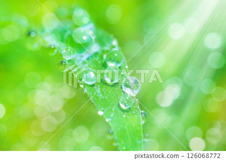 在草地上的Waterdrop 126068772