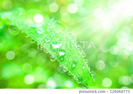 在草地上的Waterdrop 126068773