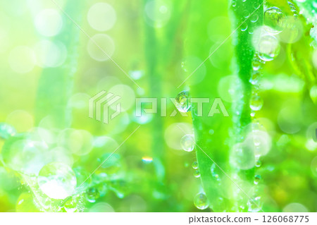 在草地上的Waterdrop 126068775