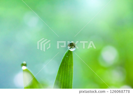 在草地上的Waterdrop 126068778