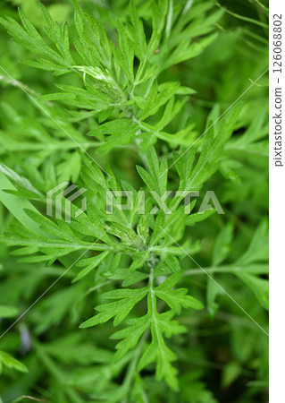 Early summer mugwort (Mugwort) 126068802