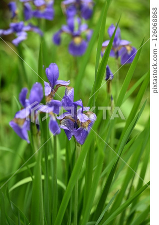 雨後的鳶尾花 雨後的鳶尾花 126068868