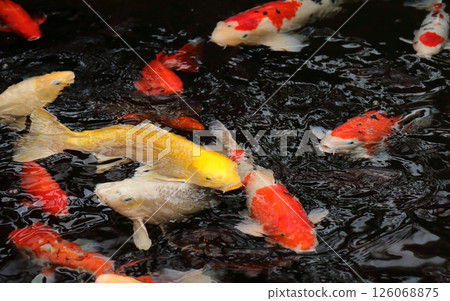 Large freshwater fish carp 126068875