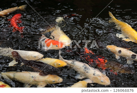 大型淡水魚鯉魚 126068876