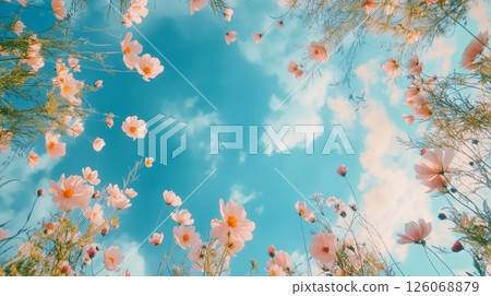 藍天和波斯菊的形象 藍天和波斯菊的形象 126068879